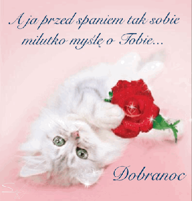 Biały kotek z czerwoną różą dobranoc